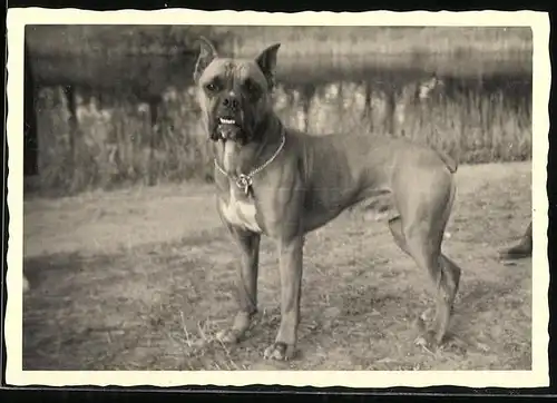Fotografie Hund Boxer beim Gassi gehen