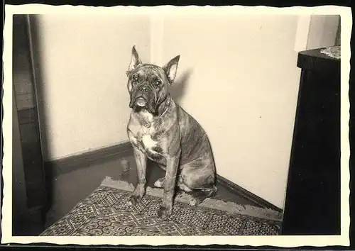 Fotografie Hund Boxer in einer Raumecke sitzend