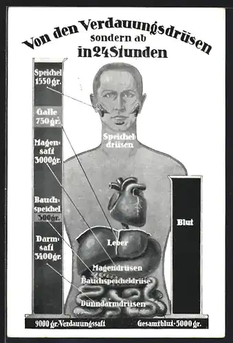 AK Verdauungsdrüsen des Menschen, Spiecheldrüsen, Bauchspiecheldrüse, Magendrüsen