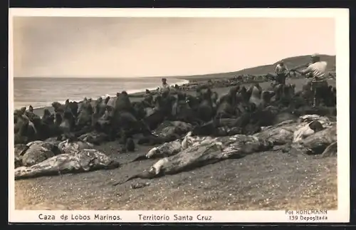 AK Territorio Santa Cruz, Caza de Lobos Marinos, Jagd auf Robben