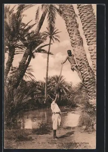 AK Tunisie, La recolto des dattes
