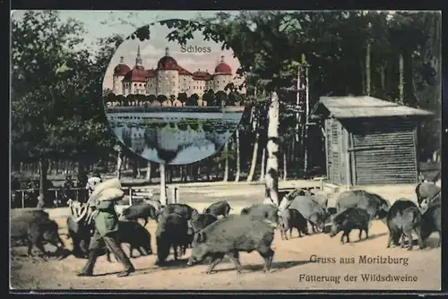 AK Moritzburg, Schloss, Fütterung der Wildschweine