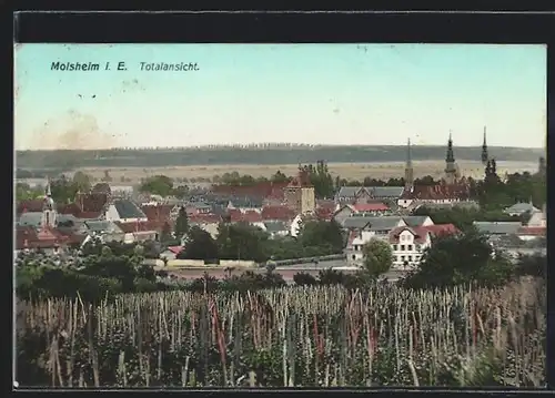 AK Molsheim i. E., Totalansicht mit Kirche