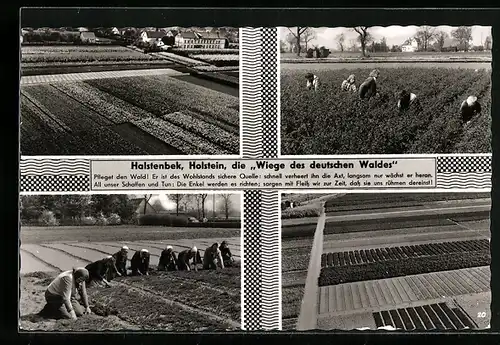 AK Halstenbek / Holstein, Blumenbeete, Frauen bei Gartenarbeiten, Feld