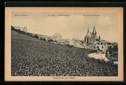 AK Oppenheim am Rhein, Ruine Landskron, Gr. Wein- und Obstbauschule, St. Katharinenkirche
