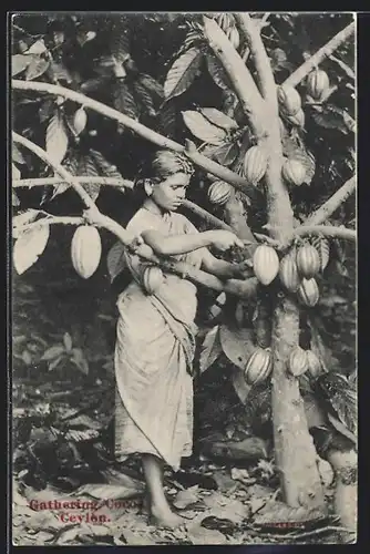 AK Ceylon, Gathering Cocoa, Frau bei der Kakaoernte