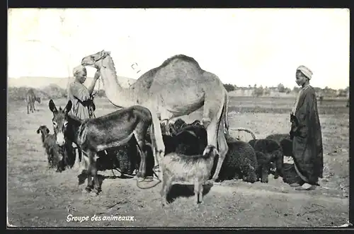 AK Araber mit einem Kamel, Zeige, Esel und Schafen