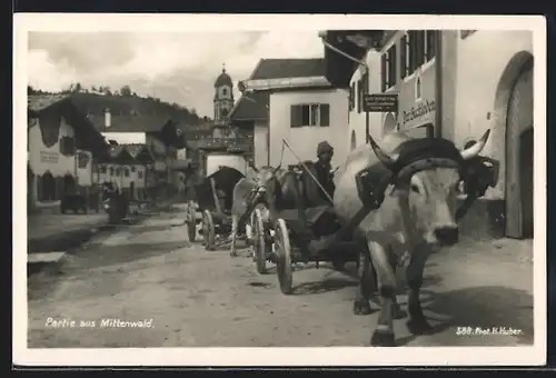 AK Mittenwald, Strassenpartie mit Kühen