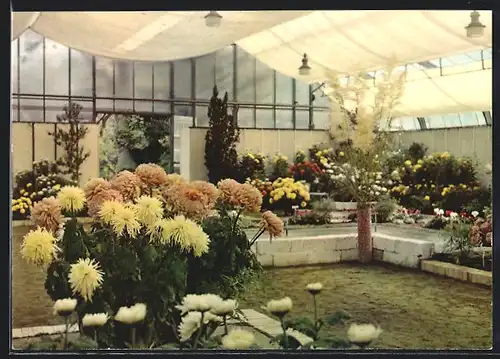 AK Frankfurt-Westend, Palmengarten, Chrysanthemenschau