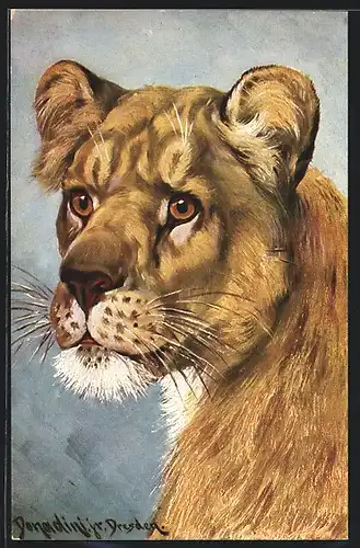 Künstler-AK Ermenegildo Carlo Donadini: Portrait einer Löwin