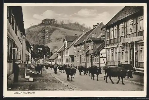 AK Wieda /Südharz, Strassenpartie mit Hotel Stadt Braunschweig und Kuhherde