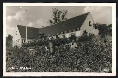 AK Golk, Blick auf die Weinlese