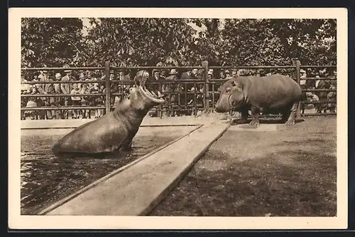 AK Wien, Schönbrunn, Menagerie, Nilpferd