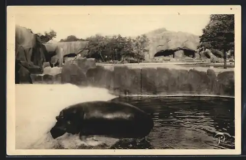 AK Paris, Jardin Zoologique de Vincennes, Nilpferd