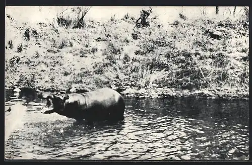 AK Nilpferd mit geöffnetem Maul im Wasser