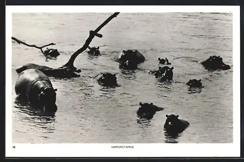 AK Nilpferde schwimmen im Wasser
