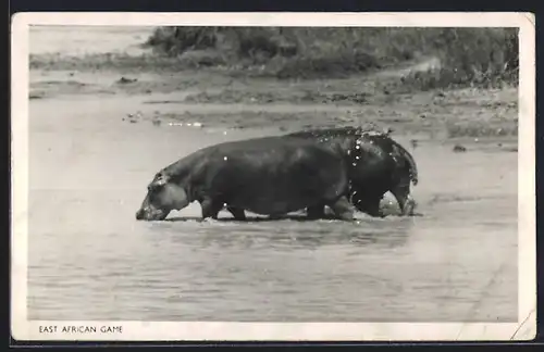 AK Nilpferde baden im Fluss