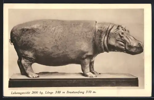 AK Wien, Naturhistorisches Staatsmuseum, Nilpferd