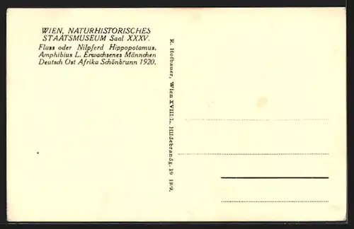 AK Wien, Naturhistorisches Staatsmuseum, Nilpferd