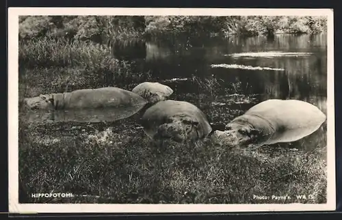 AK Nilpferde am Ufer eines Gewässers