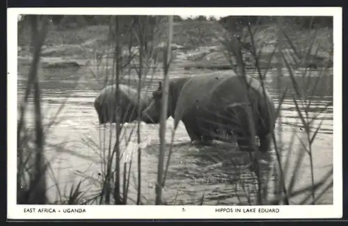 AK Uganda, Lake Eduard, Nilpferde