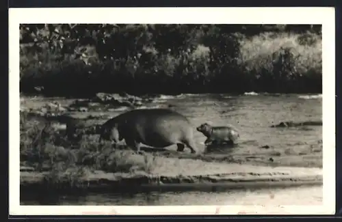 AK Nilpferd mit Jungem im Wasser