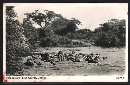 AK Uganda, Lake George, Nilpferde