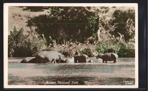 AK Kruger National Park, Nilpferde