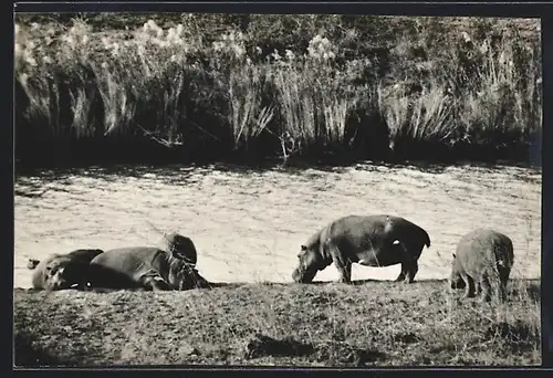 AK Nilpferde am Wasser