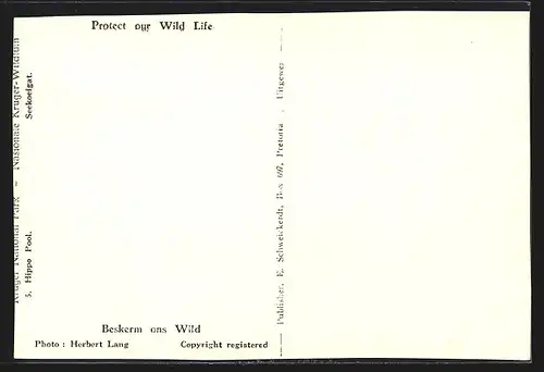 AK Nilpferde am Wasser