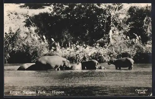 AK Südafrika, Kruger National Park, Hippos, Nilpferde