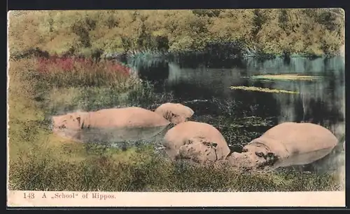 AK Nilpferd-Schule im Wasser