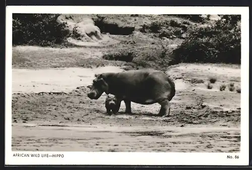 AK Nilpferd mit Jungtier