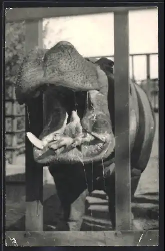 AK Nilpferd mit geöffnetem Maul im Käfig