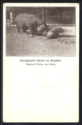 AK Dresden, Zoologischer Garten, Nilpferdmutter mit Jungem