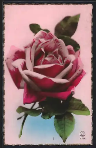 Foto-AK P. C. Paris: Blühende Rose