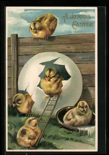 AK Osterküken krabbeln aus der Eierschale mit Leiter