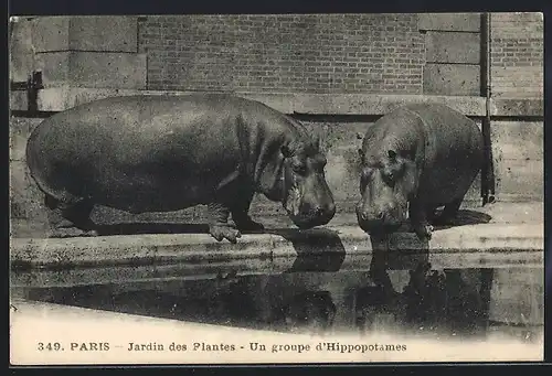AK Paris, Jardin des Plantes, Un groupe d`Hippopotames