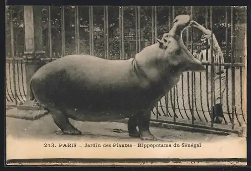 AK Paris, Jardin des Plantes, Hippopotame du Sénégal