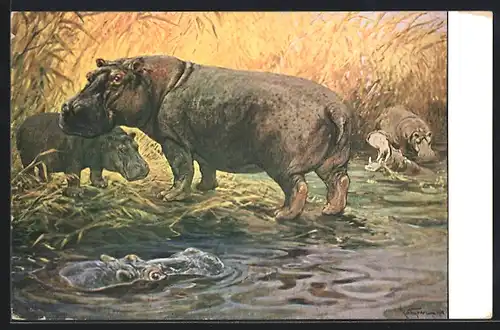 Künstler-AK Nilpferde im Fluss