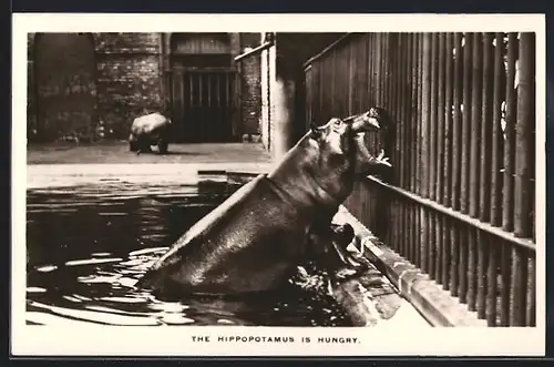 AK The Hippopotamus is hungry