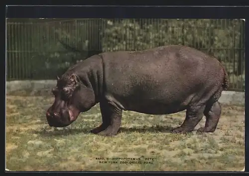 AK Nilpferd Pete im New Yorker Zoo