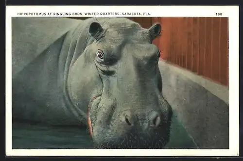 AK Sarasota, Ringling Bros. Zirkus, Nilpferd