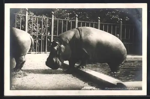 AK Hippopotamus amphibius, Nilpferd steigt aus dem Wasser