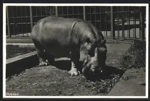 AK Nilpferd am Heu fressen