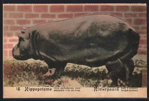 AK Hippopotame, Gros pachiderme peut atteindre 4m de long