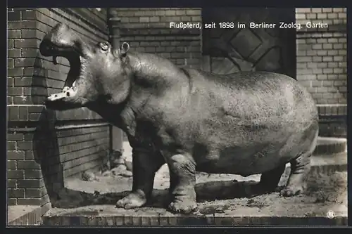 AK Berlin, Flusspferd seit 1898 im Zoolog. Garten