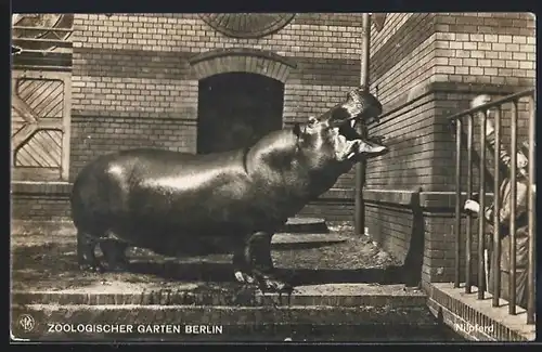 AK Nilpferd im Zoologischen Garten Berlin