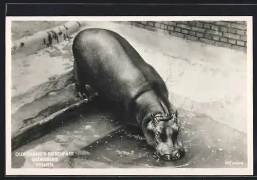 AK Rhenen, Ouwehand`s Dierenpark Grebbeberg, Nijlpaard, Nilpferd