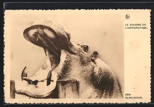 AK Le Sourire de L`Hippopotame